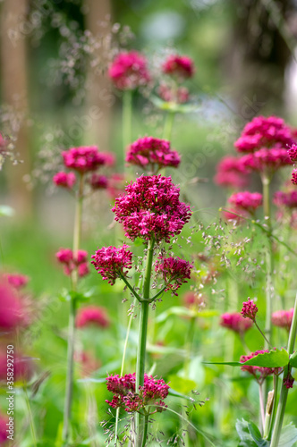 Centranthus ruber flowering plant  bright red pink flowers in bloom  green stem and leaves  ornamental flower