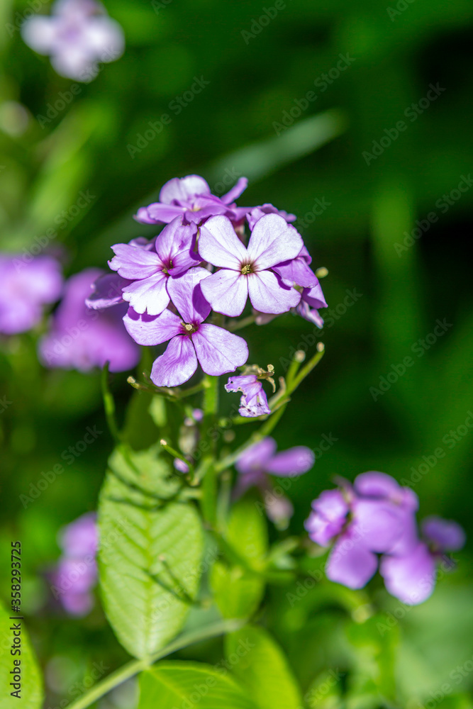 Pretty Purple Wild flower