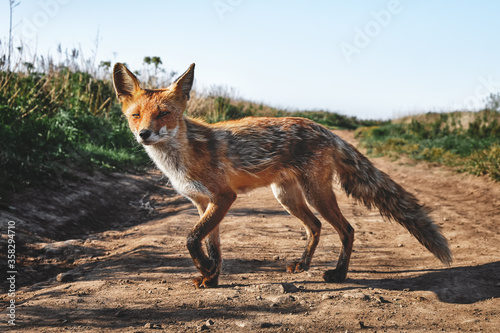 close up wild red fox looking at the camera on a background of grass and sky on a sunny summer day. Nature and wildlife concept.