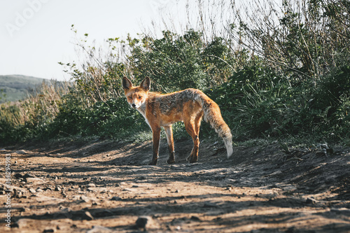 low angle close up view of a full-length wild red fox looking at the camera on a background of grass and sky on a sunny summer day. Nature and wildlife concept.