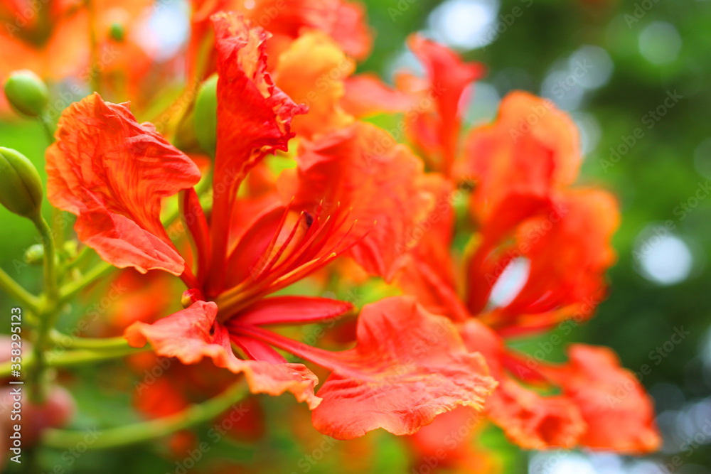 red and yellow flower red and yellow flower