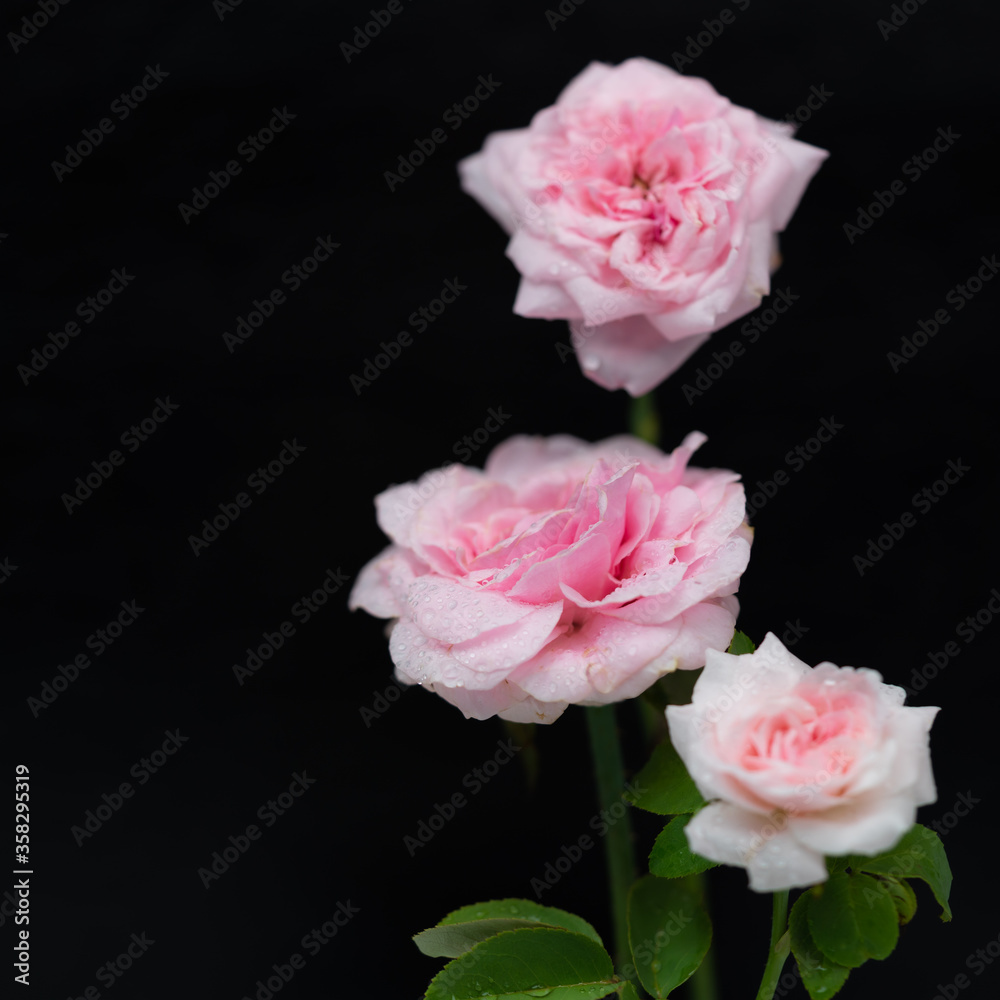 Fototapeta premium pink roses on black background