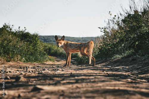 low angle close up view of a full-length wild red fox looking at the camera on a background of grass and sky on a sunny summer day. Nature and wildlife concept.