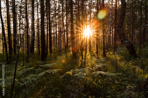 the sun shines through the trees at sunset, glare from the sun in the forest, evening photo taken in a dark key