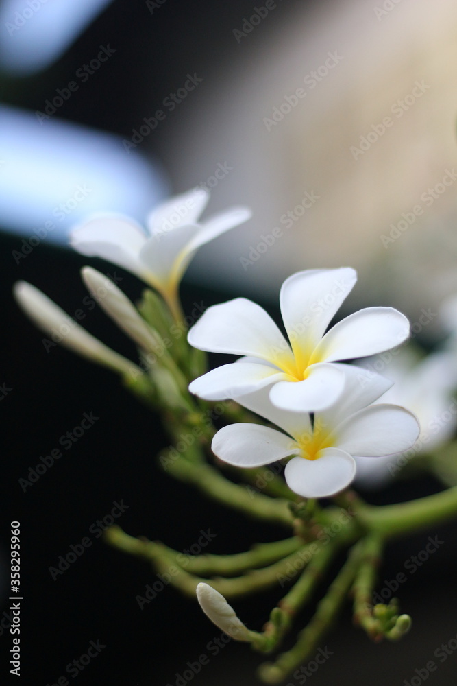 white flower on a black background