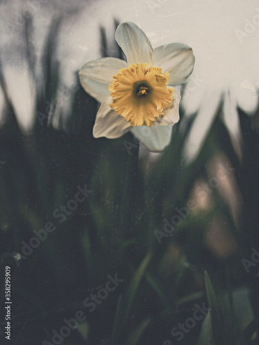Daffodil on grass with grunge texture and mute warm colors