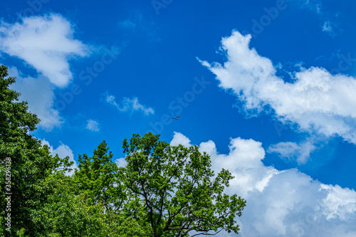 Small plane on a sky in the forest