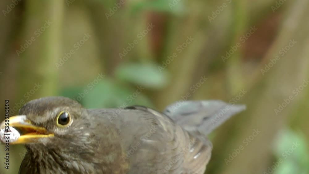 The female blackbird (Turdus merula) eats berries in an urban city garden. The female blackbird (Turdus merula) eats berries in an urban city garden.