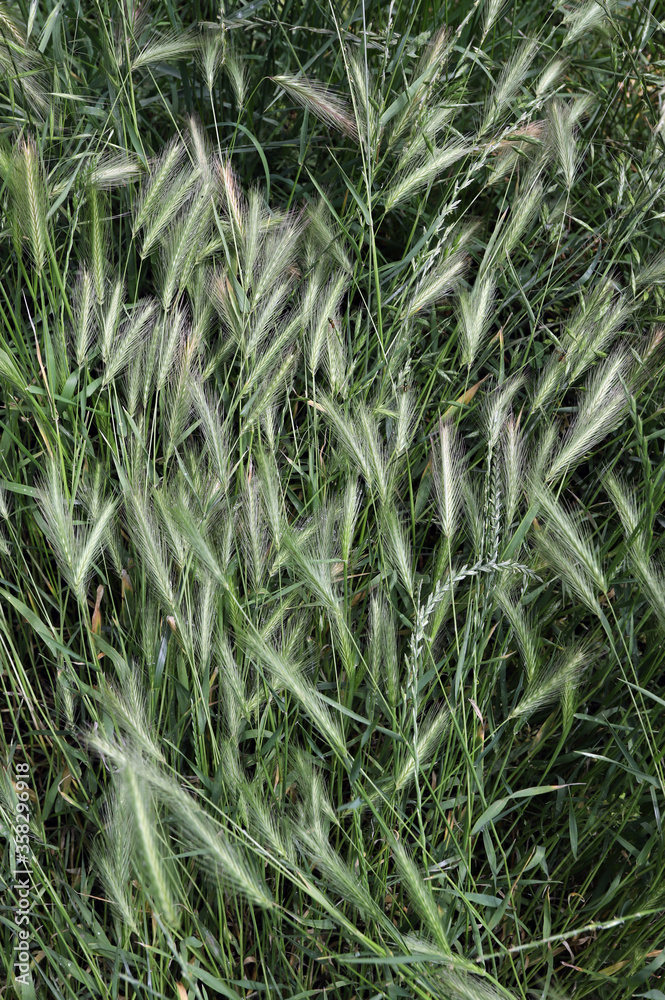 Grass awns that can be dangerous for dogs. June grass ears. Grass awns that can be dangerous for dogs. June grass ears.