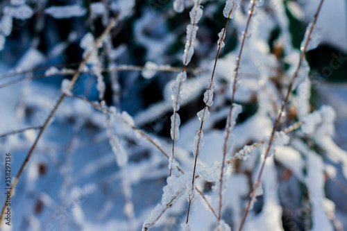 icicles on the grass