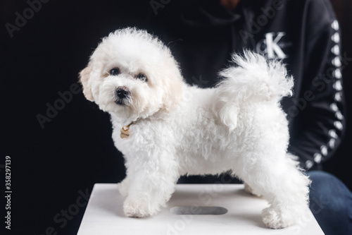 White Bichon Frize stands in a rack
