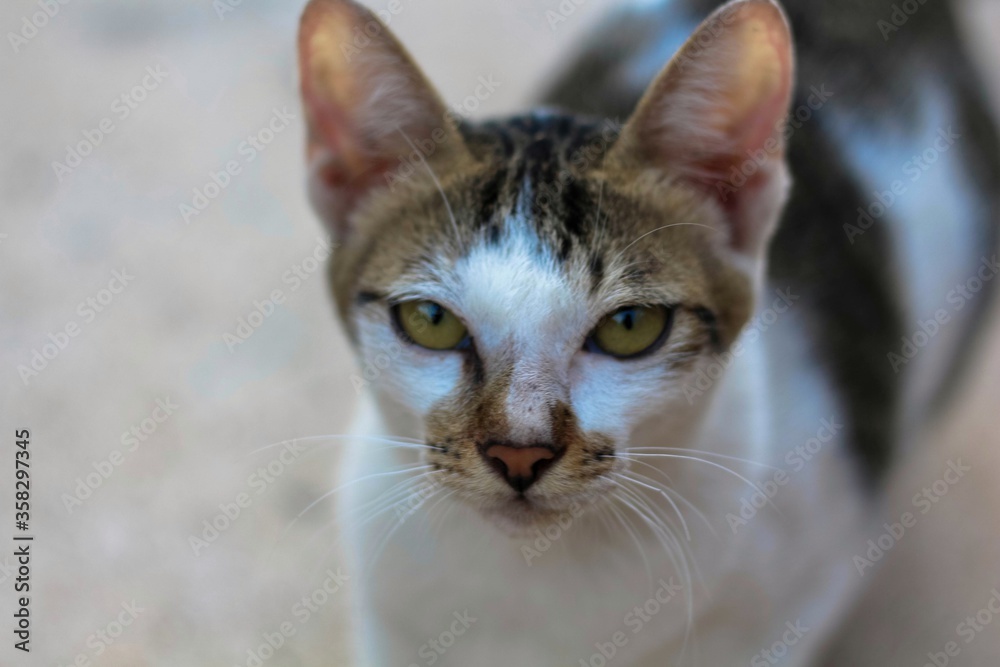 portrait of a cat portrait of a cat