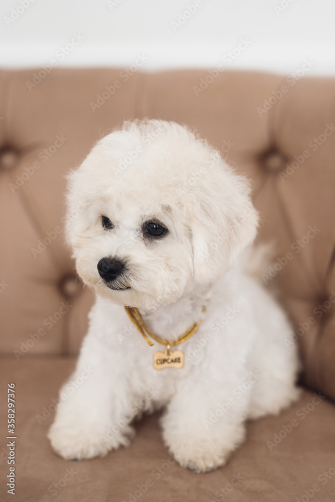 Close up little white Bichon Frize look away Close up little white Bichon Frize look away