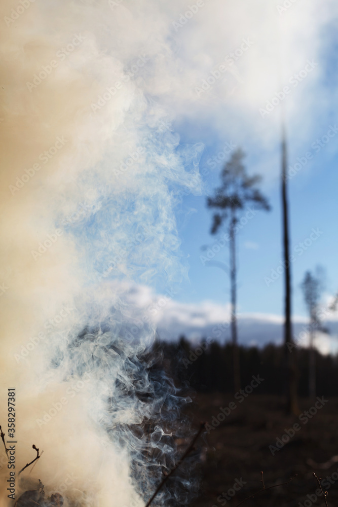 Photo of smoke from burning wood near some lonely trees and forest in background