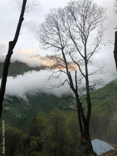fog in the forest