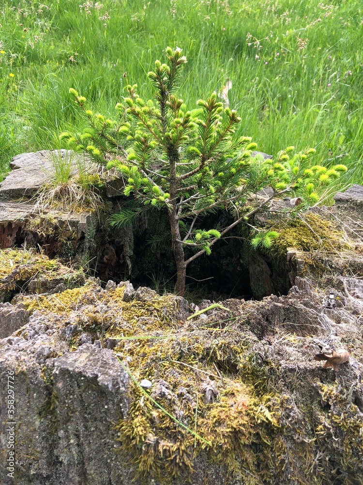 Growing little tree Growing little tree