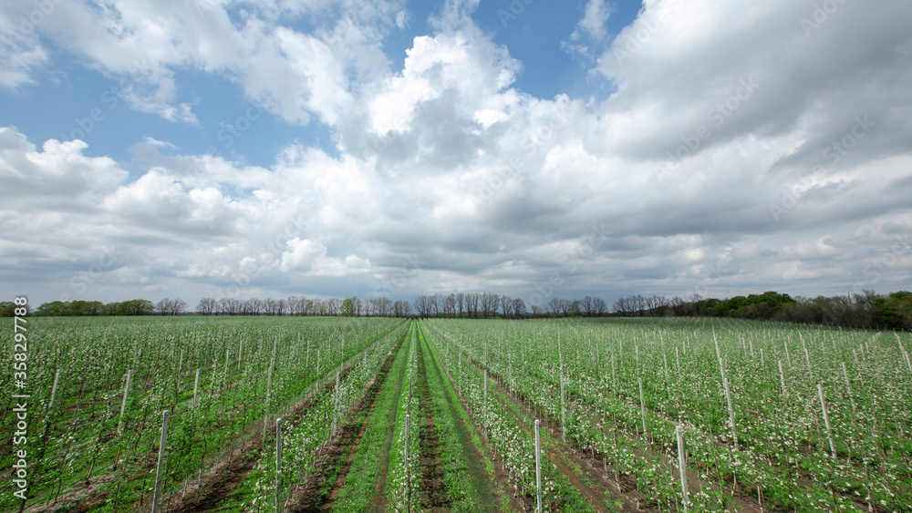 Young seedlings of apple trees in industrial garden and beautiful white clouds in sky