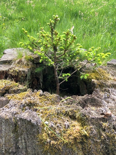 Growing little tree 