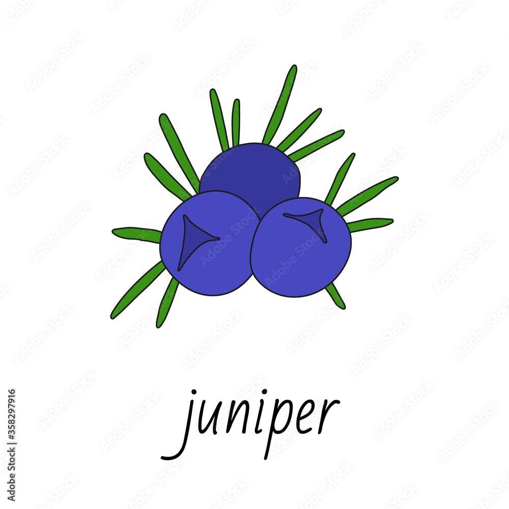 Fototapeta premium Blue berries of juniper on a branch with green needles.