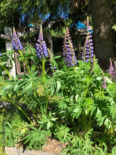 purple flowers in the garden