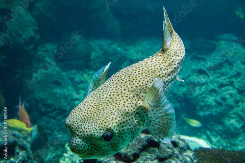 Egotistic fish in aquarium, close-up portrait of fish.