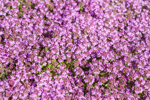 Thymus praecox subsp. britannicus. Blooming cultivar thyme (Thymus praecox Red Carpet) in the summer. Carpet of little pink flowers with rock. Mountain flowers.