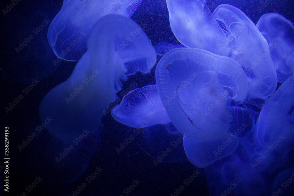 jellyfish underwater, dark background, blue color light, wildlife sea animal. jellyfish underwater, dark background, blue color light, wildlife sea animal.