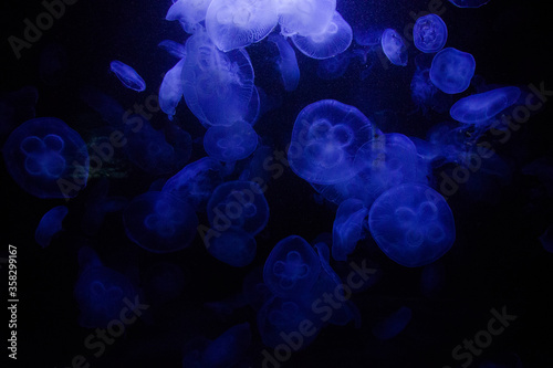 jellyfish underwater, dark background, blue color light, wildlife sea animal. © taidundua