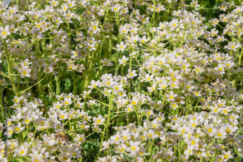 Alpine saxifrage  Saxifraga paniculata  Glacier mouse. Beautiful abstract white wildflowers. Filled full frame picture. Small white flowers with shallow depth. Succulents bloom.