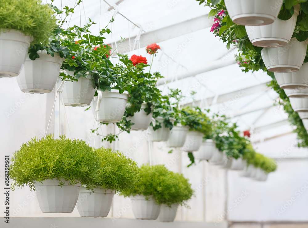 Modern flower farm. Red roses in pots hang under ceiling and green plants in pots