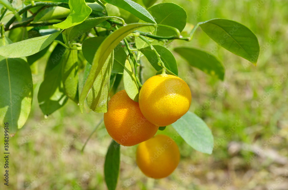Calamondin (Lat. Citrofortunella microcarpa) with ripe fruit