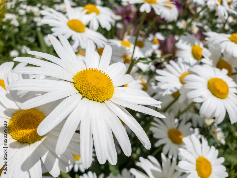 Beautiful large daisies with a white petals