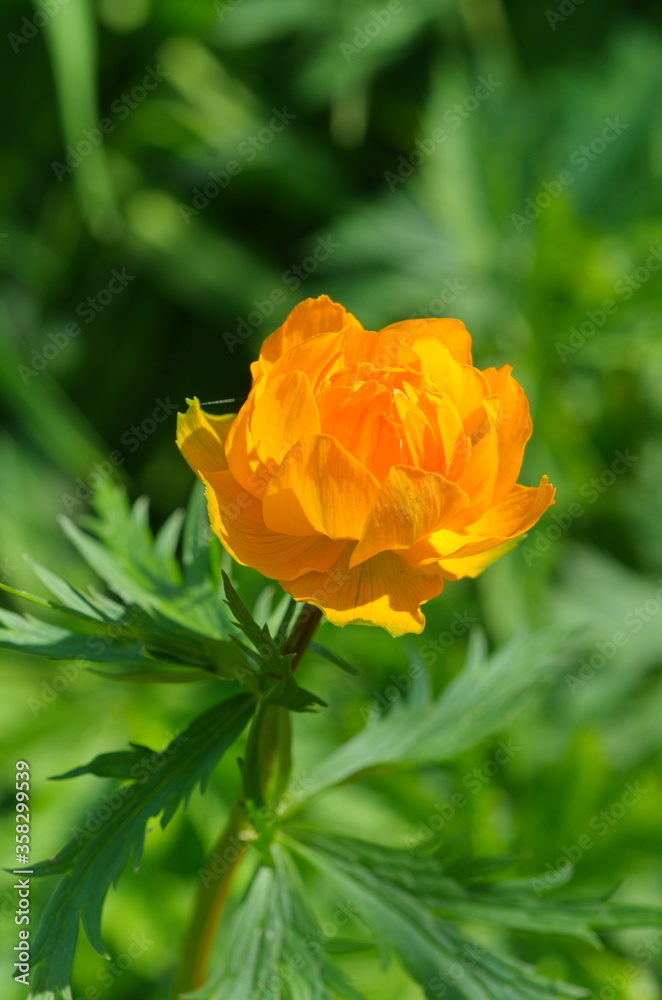 Orange flower Trollius Asiaticus close up Orange flower Trollius Asiaticus close up