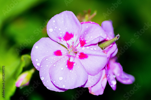 gocce su geranio 01 - fiore rosa con striature rosse e sfondo verde scuro con gocce di pioggia sui petali © Daniele