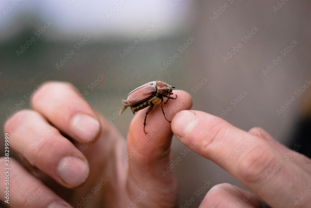Obraz premium Maybug on a male finger closeup