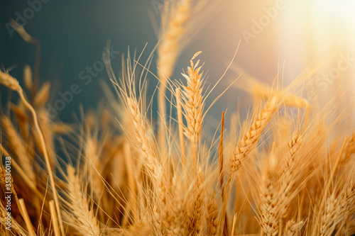 Sunny wheat field.Vintage warm mood. Agriculture  harvest concept