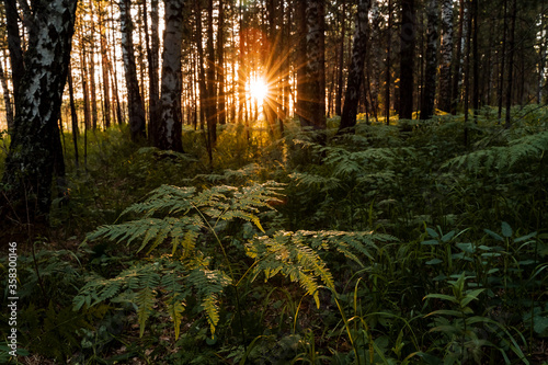 the sun shines through the trees at sunset, glare from the sun in the forest, evening photo taken in a dark key