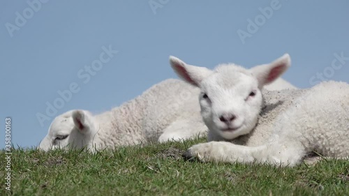Cute white sheep  lamb lying on meadow in springtime in front of blue sky