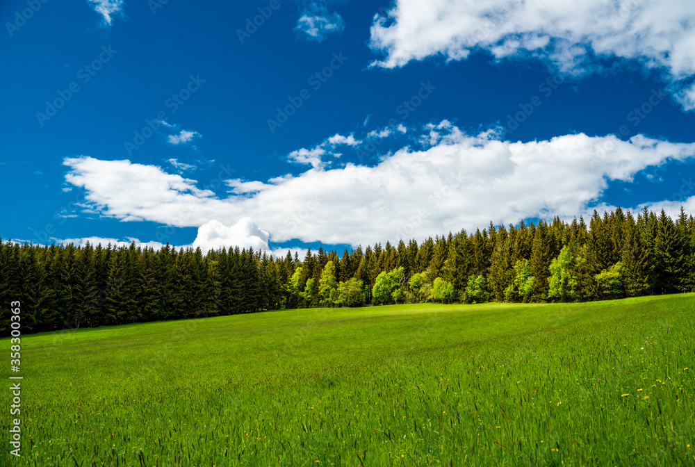 summer landscape with green grass and sky