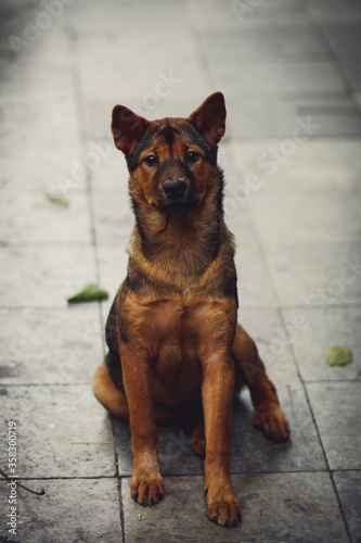 a dog on the street