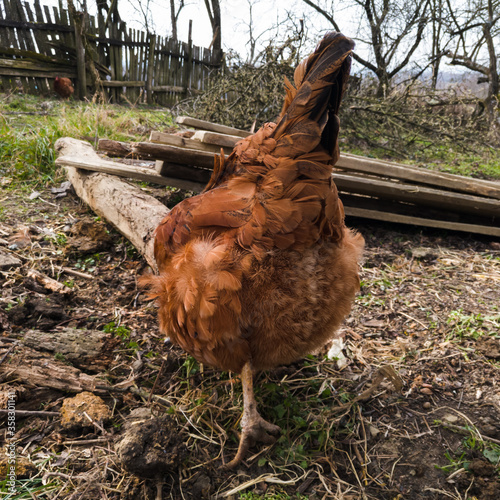 The hen is scratching the ground in search of food. Free-range poultry farming.