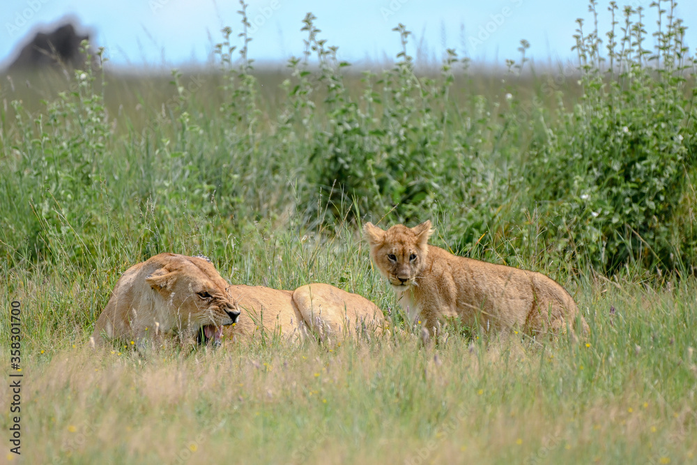 Fototapeta premium lioness and her cub