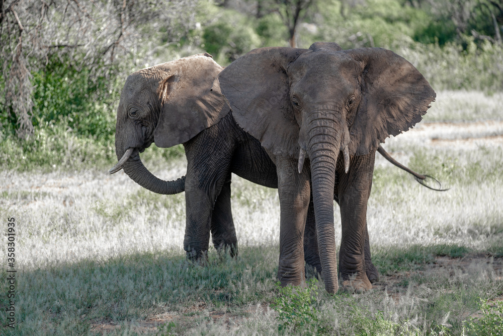 African elephants