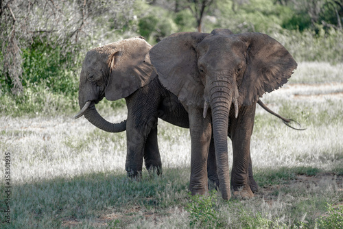 African elephants