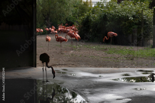 flamingo in water © Dan