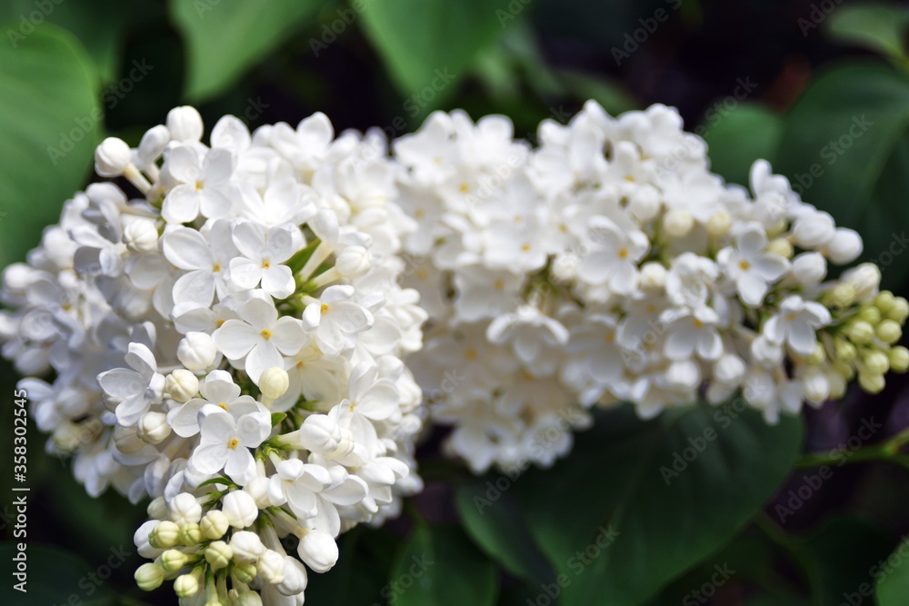 White lilac flowers White lilac flowers