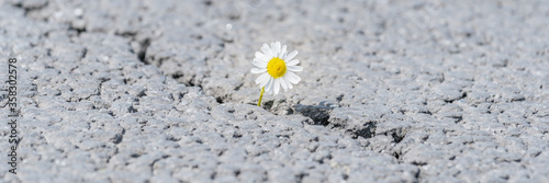 beautiful daisy grows through a crack in the asphalt © Dmitriy Popov
