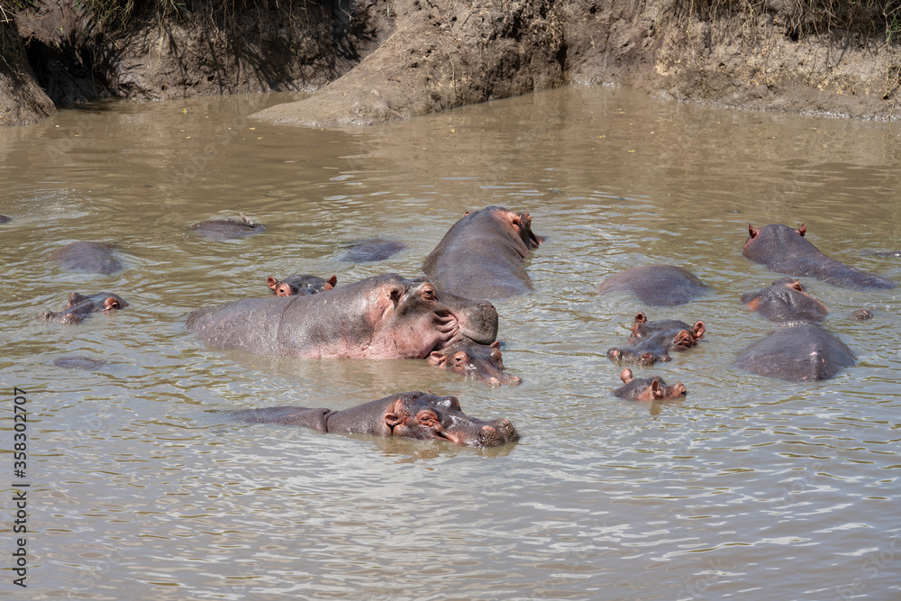 Fototapeta premium hippopotamus in water