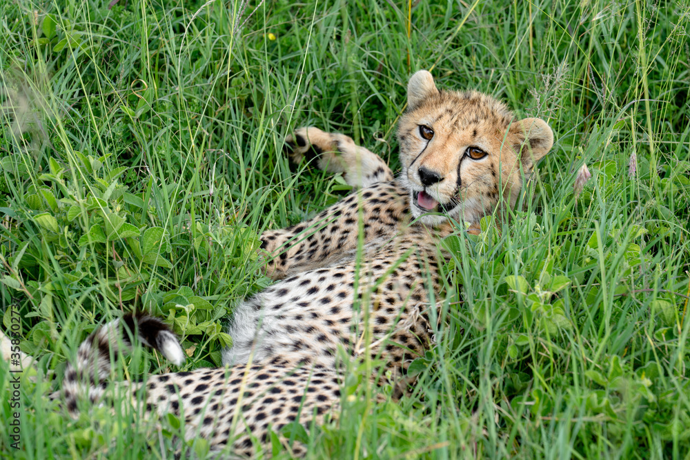 baby cheetah in the grass