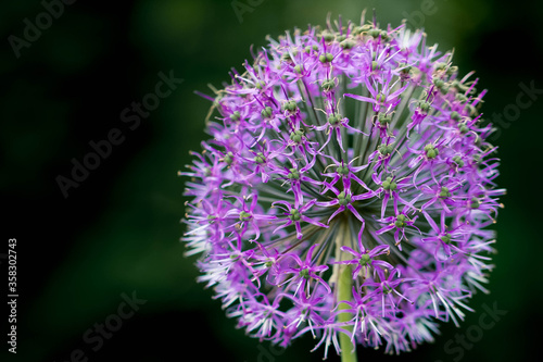 Purple Ball Heads Wild Decorative Onion amaryllis.